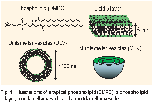 Illustrations of a typical phospholipid ( D M P C ), a phospholipid bilayer, a unilamellar vesicle and a multilamellar vesicle.