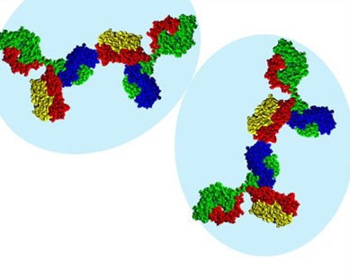 MAB proteins