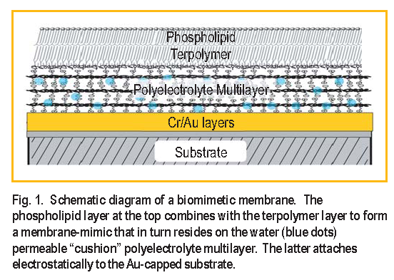 Schematic diagram of a biomimetic membrane. The phospholipid layer at the top combines with the terpolymer layer to form a membrane-mimic that in turn resides on the water (blue dots) permeable cushion polyelectrolyte multilayer. The latter attaches electrostatically to the Au-capped substrate.