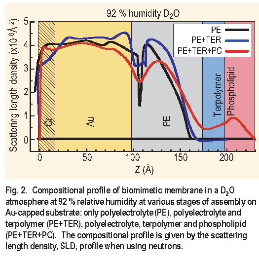 2. Compositional profile of biomimetic membrane in a D2O atmosphere at 92 % relative humidity at various stages of assembly on Au-capped substrate: only polyelectrolyte ( PE ), polyelectrolyte and terpolymer ( PE+T E R ), polyelectrolyte, terpolymer and phospholipid ( PE+T E R+PC ). The compositional profile is given by the scattering length density, SLD, profile when using neutrons.