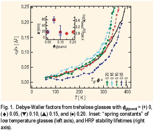 Debye-Waller factors from trehalose glasses with phi sub glycerol equals ( plus ) 0, ( diamond ) 0.05,  ( down triangle ) 0.10, ( up triangle ) 0.15, and ( circle ) 0.20.   Inset: 'spring constants' of low temperature glasses ( left axis ), and HRP stability lifetimes ( right axis ) . 