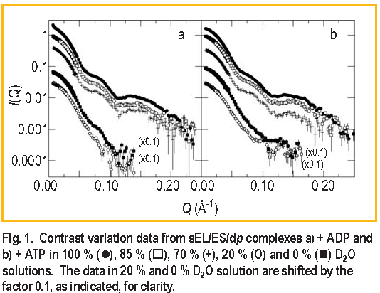 Contrast variation data from sEL/ES/dp complexes a) + ADP and b) + ATP in 100 % ( circle ), 85 % ( square ), 70 % ( + ) , 20 %  ( O ) and 0 % ( black square ) D2O solutions. The data in 20 % and 0 % D2O solution are shifted by the factor 0.1, as indicated, for clarity.