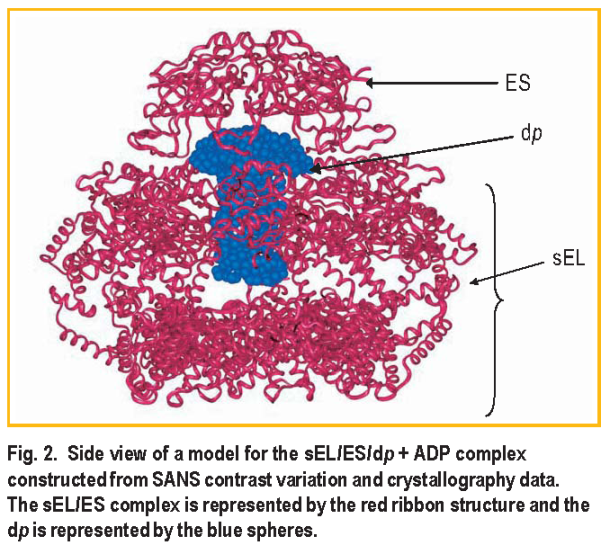 Fig. 2. Side view of a model for the sEL/ES/dp + ADP complex constructed from SANS contrast variation and crystallography data. The sEL/ES complex is represented by the red ribbon structure and the dp is represented by the blue spheres.