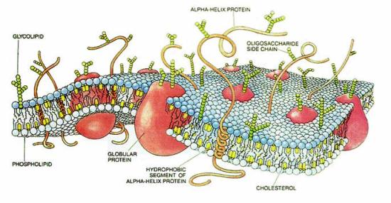 Cartoon of a typical cell membrane