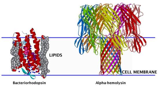 3-D structural representation of membrane proteins
